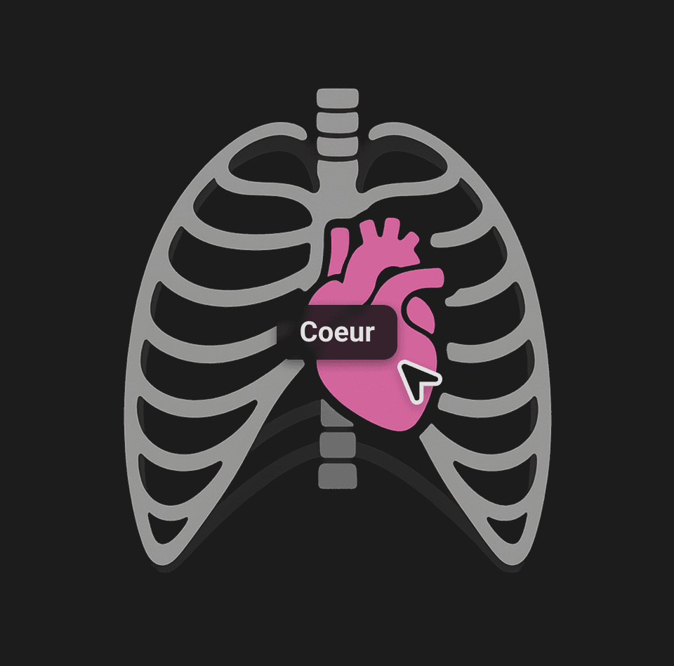 Identification automatique des organes sur une imagerie médicale avec surbrillance anatomique